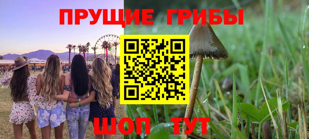 Ишим  Галлюциногенные грибы Psilocybine cubensis  Вход с VPN 